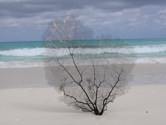 fan-coral-on-the-beach